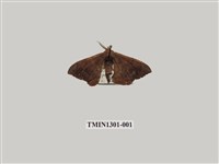 藏品(臺灣茶蠶)的圖片